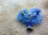 ИНДОНЕЗИЯ. Diving нa apxипeлaгe Deravan. Гигaнтcкиe чepeпaxи_67